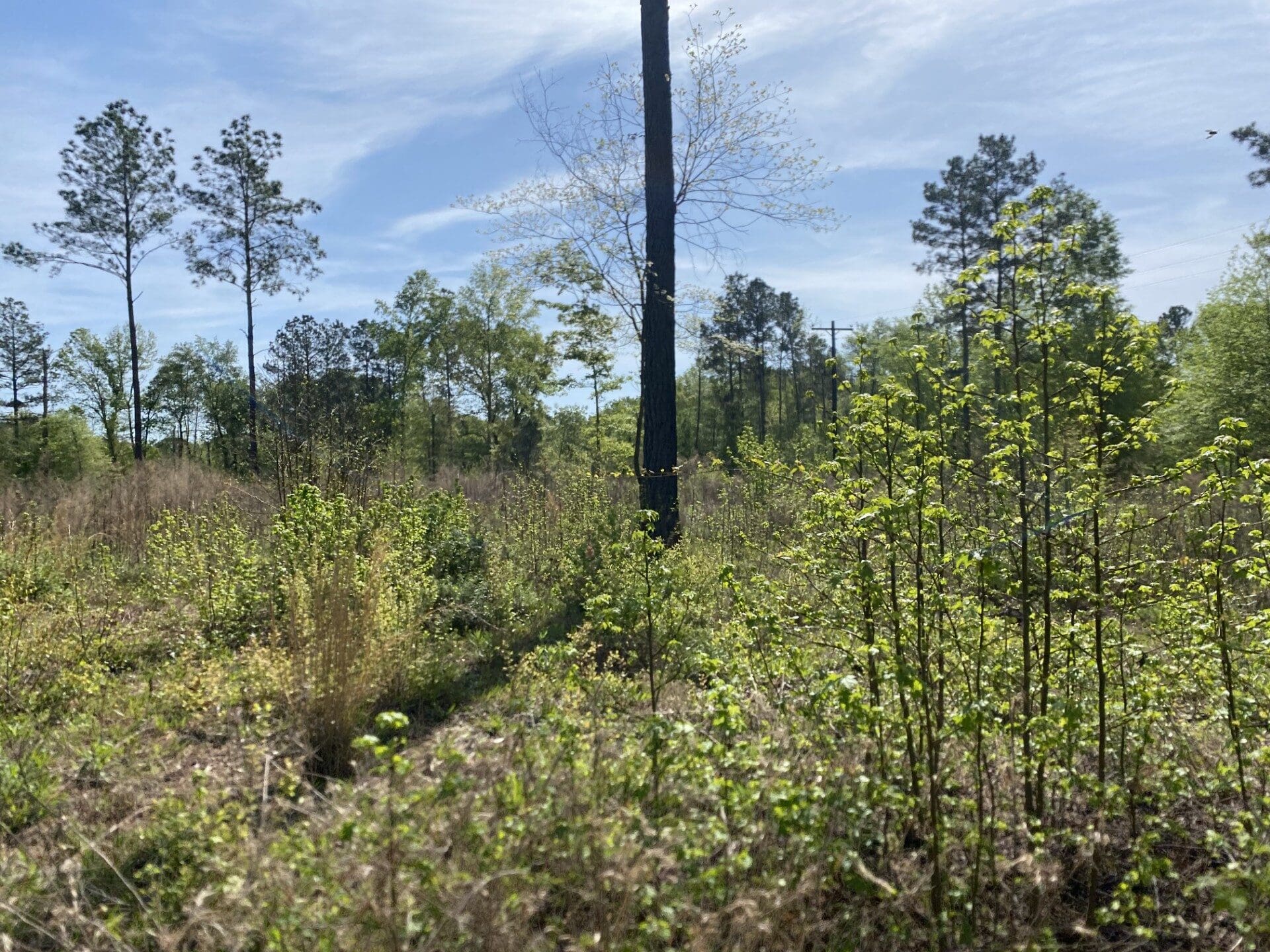 A field with trees and bushes in the background.