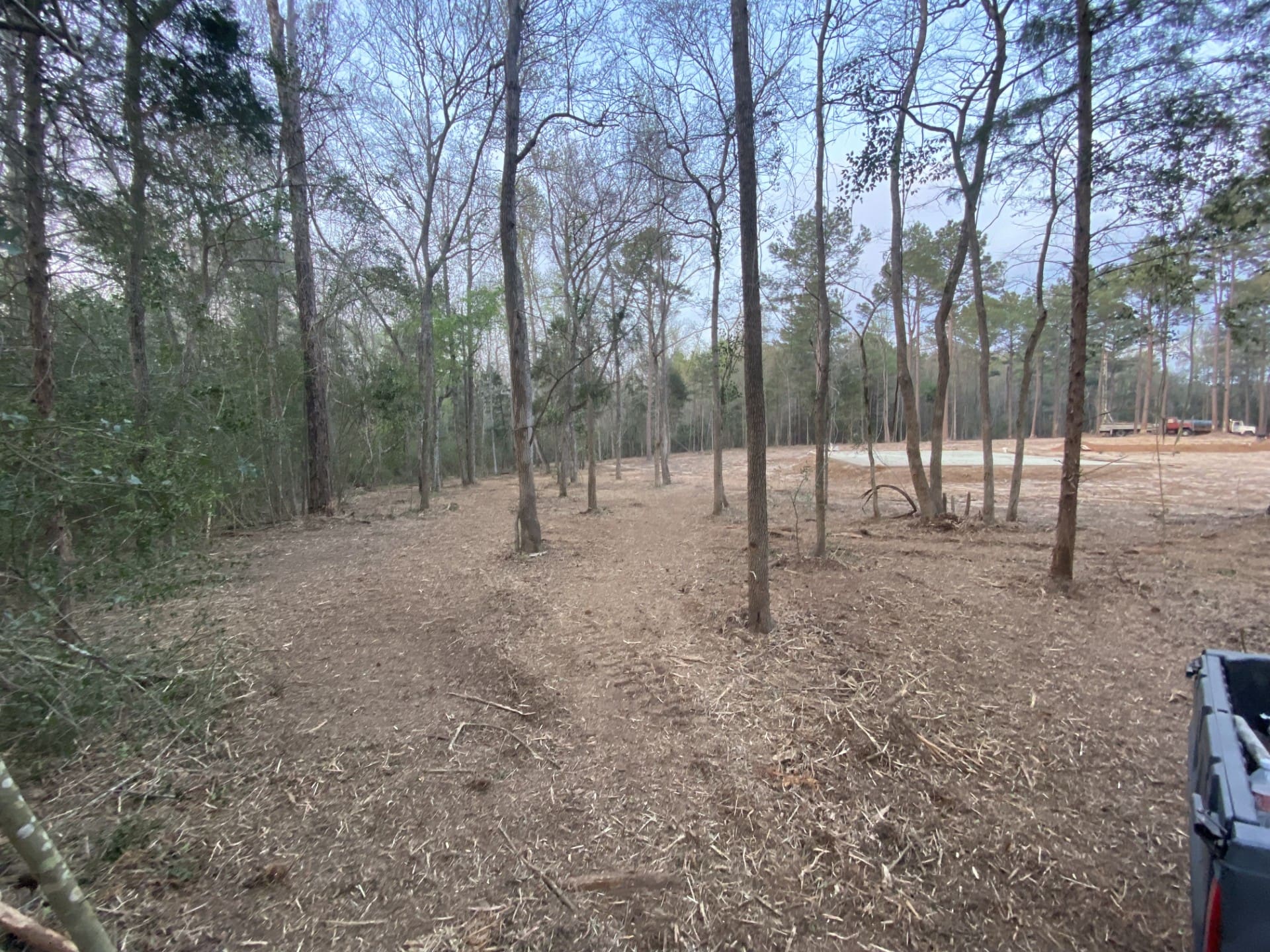 A wooded area with lots of trees and dirt.